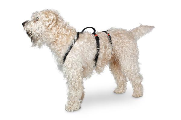 Sicherheitsgeschirr - ausbruchsicheres Geschirr für Angsthunde, Panikgeschirr